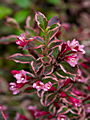 Weigela florida Monet IMG_6810 Krzewuszka cudowna